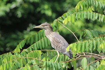 great blue heron looking for food