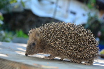 Junger Igel auf Gartentisch