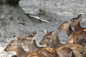 herd of fallow deer relaxing in shade