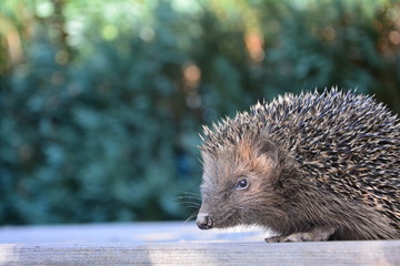 Igel von der Seite, schaut nach links mit grüner Natur und viel Textfreiraum