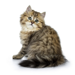 Obraz premium Uroczy złoty kotek brytyjski długowłosy kot siedzi tyłem, patrząc przez ramię prosto w aparacie na białym tle