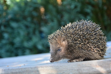 Igel vor grüner Natur mit Textfreiraum