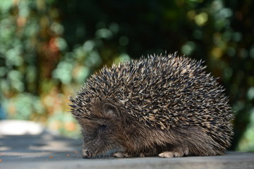 Kleiner igel von der Seite  sitzt auf Holztisch vor grünem Natur Bokeh im Garten