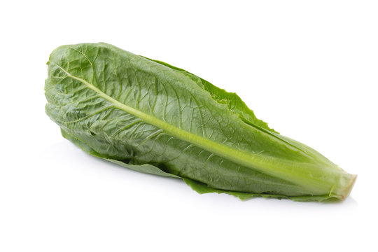 Cos Lettuce Isolated on a White Background
