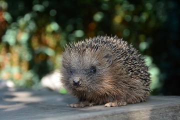 Igel sitzt im Sonnenlicht auf Tisch im grünen Garten mit Bokeh