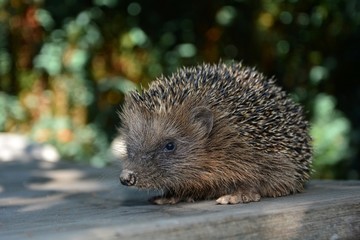 Igel sitzt im Sonnenlicht auf einem Holztisch im grünen Garten