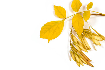 Obraz premium Autumn leaves on white background