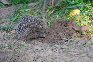 Igel sitzt auf der Erde im Garten