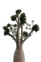 Top of Boabab tree isolated on white background.