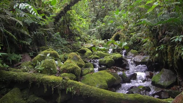 A clearwater stream flowing in slow motion through montane rainforest at 1.900m elevation in the Cordillera del Condor, a site of high biodiversity and endemism in southern Ecuador