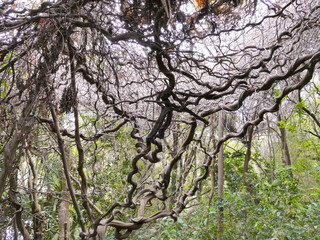 Lowveld National Botanical Garden, Nelspruit, Mpumalanga, South Africa