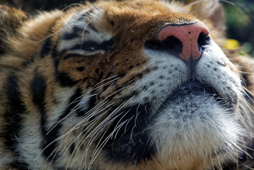 Siberian tiger