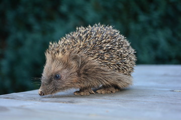 Kleiner Igel sitzt auf Gartentisch in grüner Natur