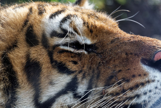 Siberian tiger