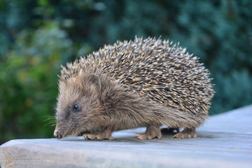 Igel von der Seite, steht auf Holztisch vor grüner Natur