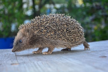 Igel von der Seite beim laufen auf  Garten Holztisch  vor grüner Natur 