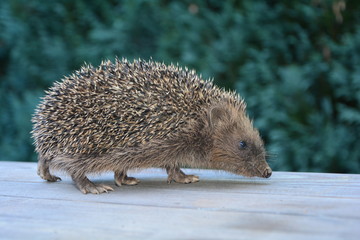 Obraz premium Igel läuft auf Holztisch im grünen Garten