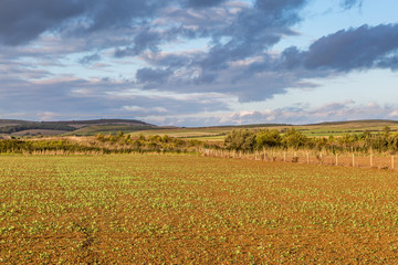 Fototapeta premium Isle of Wight rural landscape in late summer, with evening light