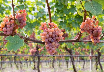 gewurztraminer grape variety.The origins of gewurztraminer seem to be found in the Alto Adige...