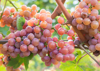gewurztraminer grape variety.The origins of gewurztraminer seem to be found in the Alto Adige region of Italy and focus on the village of Tramin in the Tyrollean Alps. Guyot Vine Training System