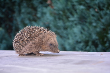 Igel sitzt auf Tisch vor grüner Natur mit viel Textfreiraum