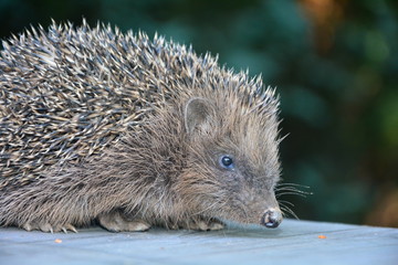 Igel von der Seite als Nahaufnahme