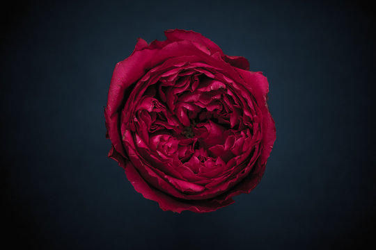 Fototapeta Red peony rose on a dark blue background