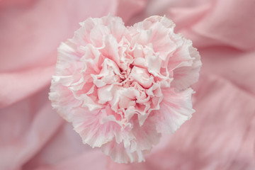 pink carnation flower on fabric background