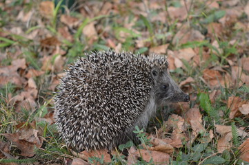 hedgehog in grass