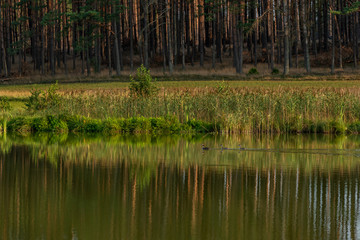 rodzina czarnych perkozów na spokojnym jeziorze