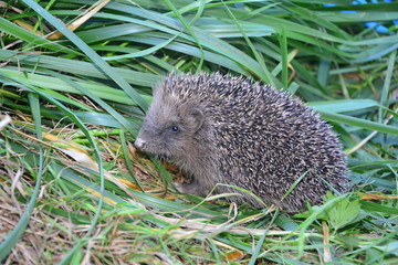 Igel sitzt im grünen Gras im Garten