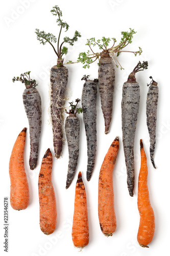 High Angle View Of Rotting Orange And Black Purple Carrots Cut Out High Angle View Of Rotting Orange And Black Purple Carrots Cut Out