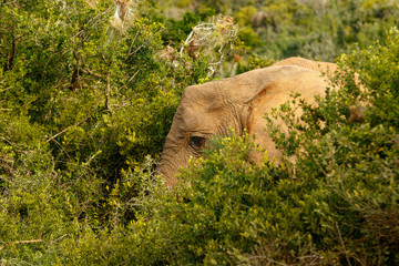 Elephant hiding between all the bushes