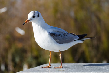 White seagull standing on green background