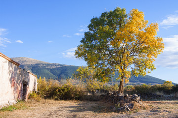 ARBOL DOS ILUMINACIONES