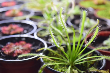 Obraz premium Planta Carnivora; Presentación de especies en Mexico