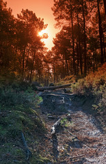 hiking trail   in the trois pignons forest