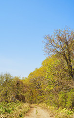 Obraz premium 道 木 空 素材