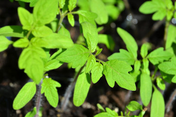 Green tomato seedling