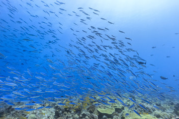 Fototapeta na wymiar Palau Diving - Flock of Blue and gold fusilier