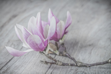 Pink and White magnolia flower in full bloom on rustic wood