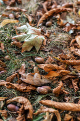 Eichel mit Herbstlaub