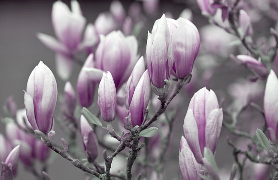 Fototapeta Pink and White magnolia flowers in full bloom