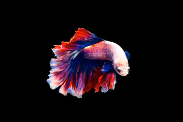 The moving moment beautiful of siamese betta fish or splendens fighting fish in thailand on black background. Thailand called Pla-kad or biting fish. © Soonthorn