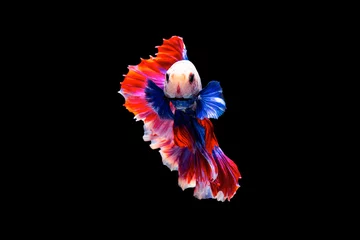 Tuinposter The moving moment beautiful of siamese betta fish or splendens fighting fish in thailand on black background. Thailand called Pla-kad or biting fish. © Soonthorn