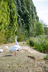 Goose at the lake