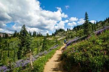 Hiking Through  a Wildflower Meadow at Mount Rainier