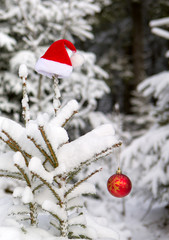 Red Santa Claus hat on the fir tree in winter forest. Christmas background.