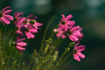 Purple flowers growing in the garden highlighted by the morning sun in Montenegro.