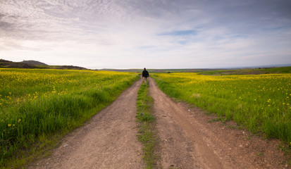 Man walking in the fields